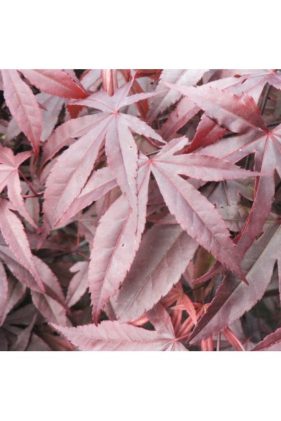 Клен Ред Емперор